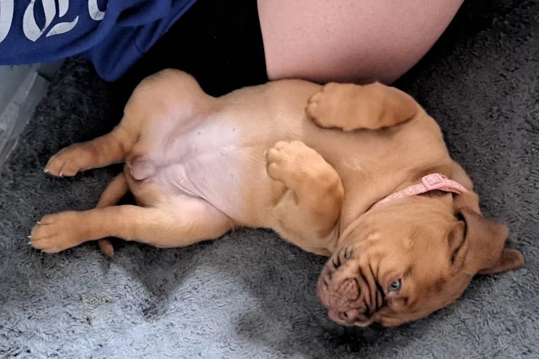 Dogue De Bordeaux