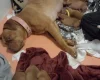 Dogue De Bordeaux