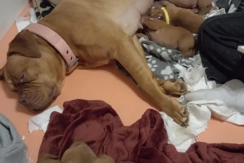 Dogue De Bordeaux