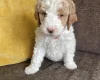 Labradoodle