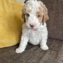 Labradoodle