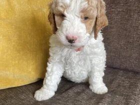 Labradoodle