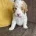 Labradoodle