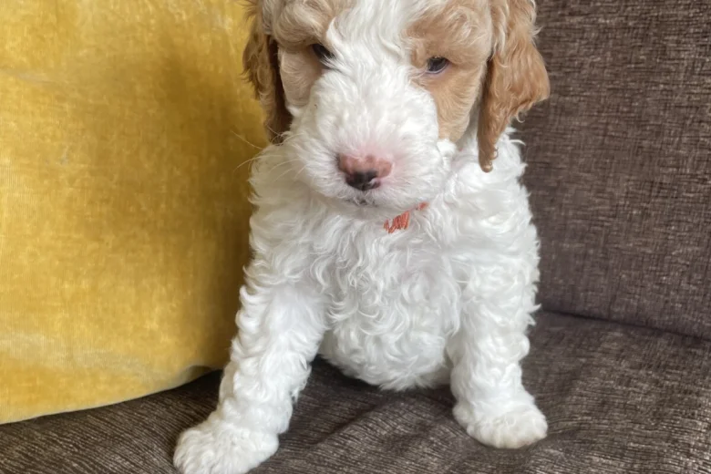 Labradoodle