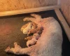 Labradoodle