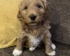 Labradoodle