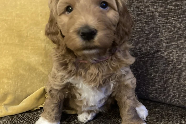 Labradoodle
