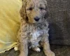 Labradoodle