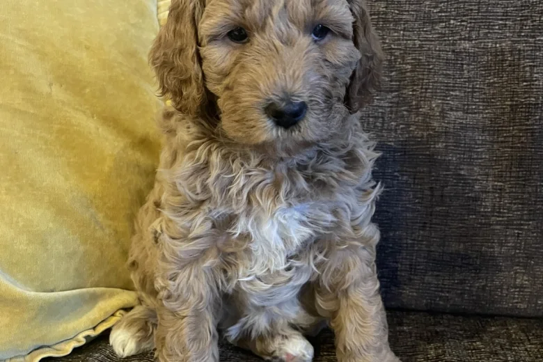 Labradoodle