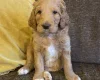 Labradoodle