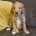 Labradoodle