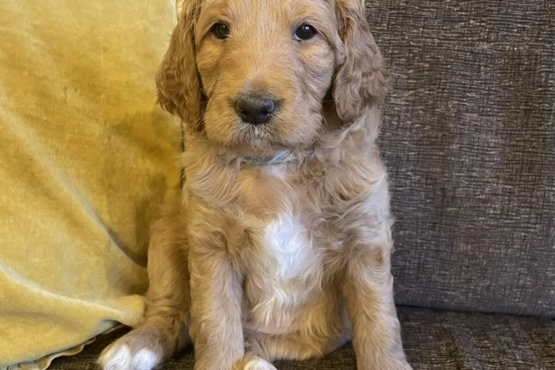 Labradoodle
