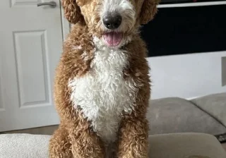 Stud