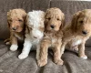Labradoodle