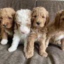 Labradoodle