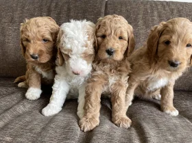 Labradoodle
