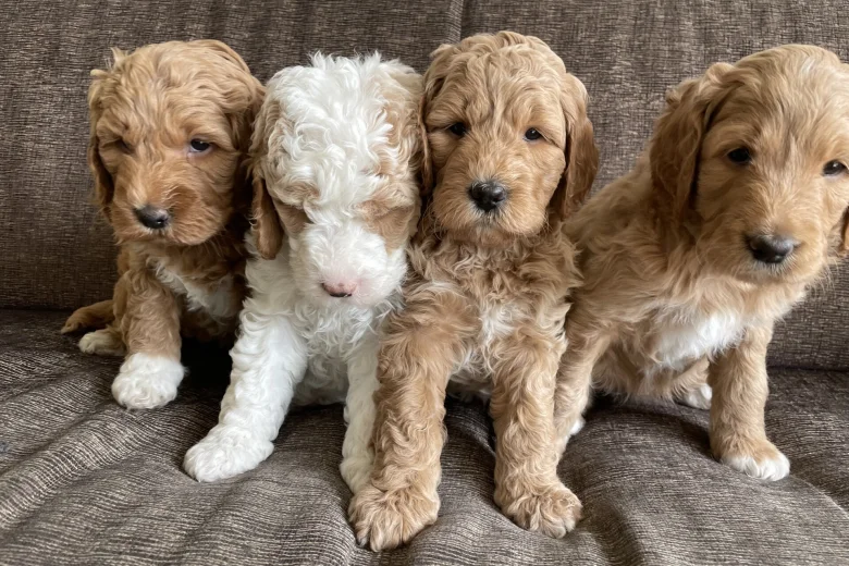 Labradoodle