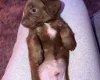 Doxipoo