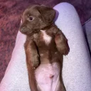Doxipoo