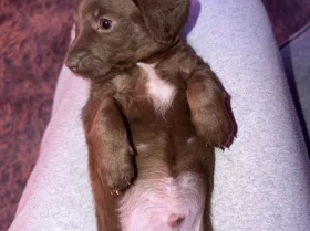 Doxipoo