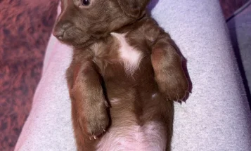 Doxipoo