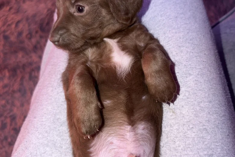 Doxipoo