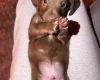 Doxipoo
