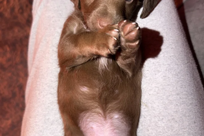 Doxipoo