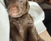 Doxipoo