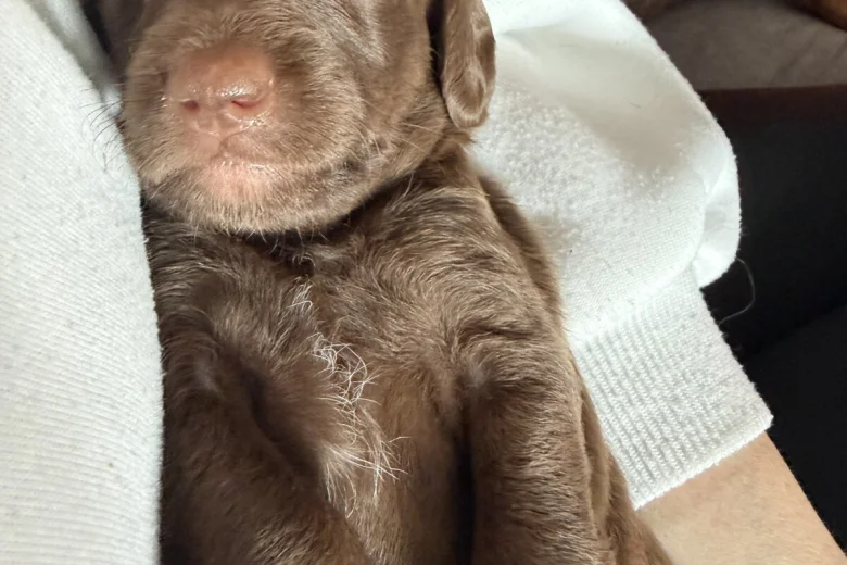 Doxipoo