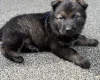 German Shepherd (Alsatian)