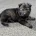 German Shepherd (Alsatian)