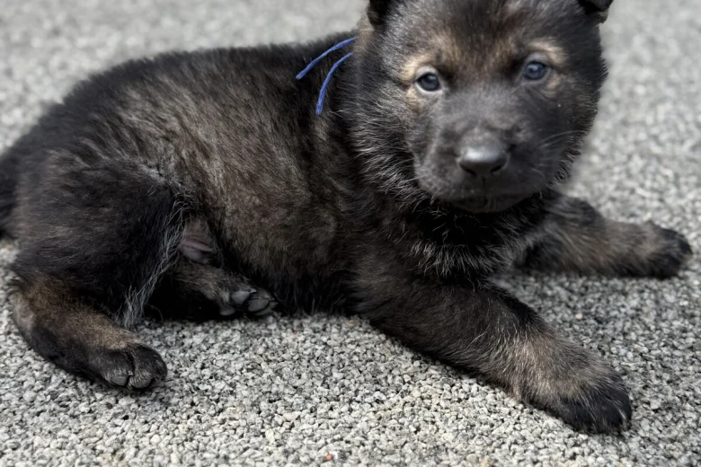 German Shepherd (Alsatian)