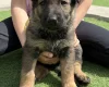 German Shepherd (Alsatian)