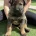 German Shepherd (Alsatian)