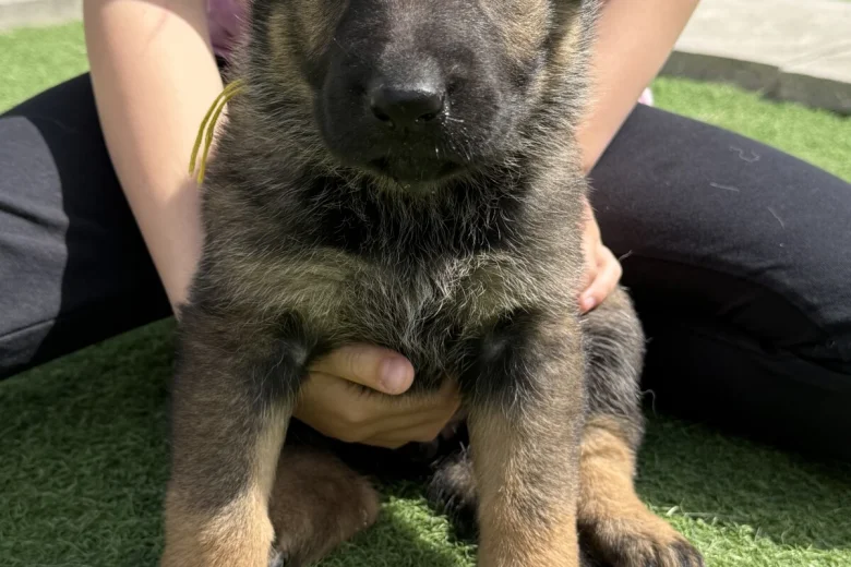 German Shepherd (Alsatian)