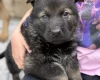 German Shepherd (Alsatian)