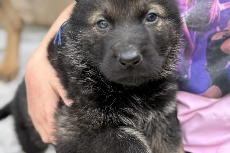 German Shepherd (Alsatian)