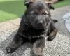 German Shepherd (Alsatian)