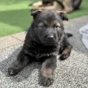 German Shepherd (Alsatian)