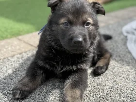 German Shepherd (Alsatian)