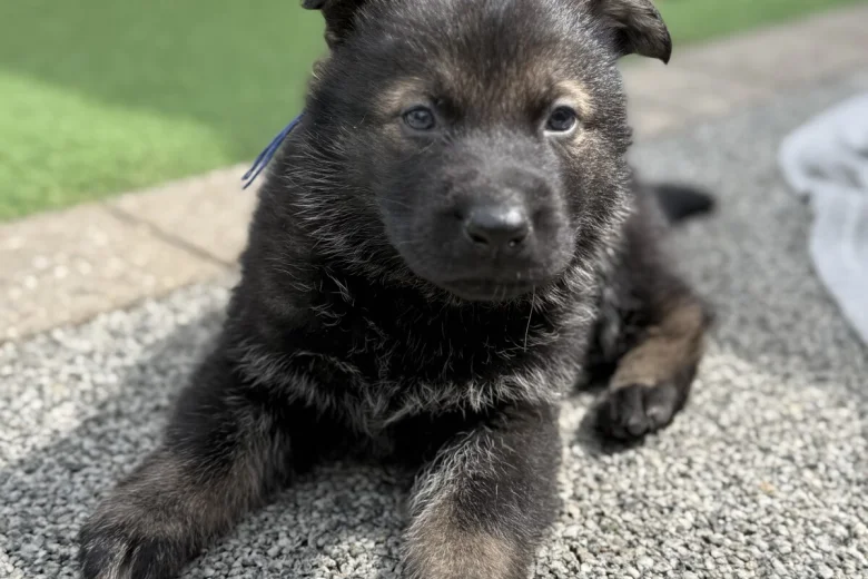 German Shepherd (Alsatian)