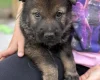 German Shepherd (Alsatian)