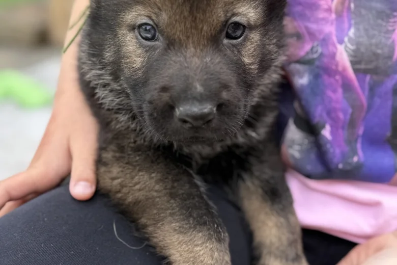 German Shepherd (Alsatian)