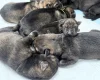 German Shepherd (Alsatian)