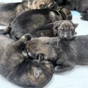 German Shepherd (Alsatian)
