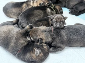 German Shepherd (Alsatian)