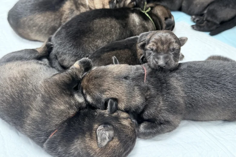German Shepherd (Alsatian)