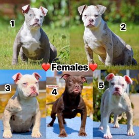English Bulldog