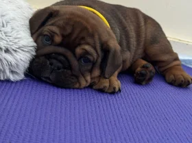 English Bulldog